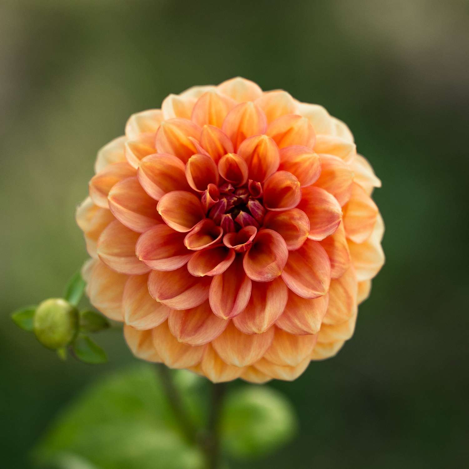 Dahlie 'Iced Tea'